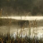 apesplaygroundmedia-nature-4548255_1920